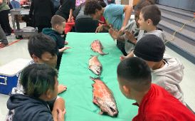  Muldoon Salmon Dissection